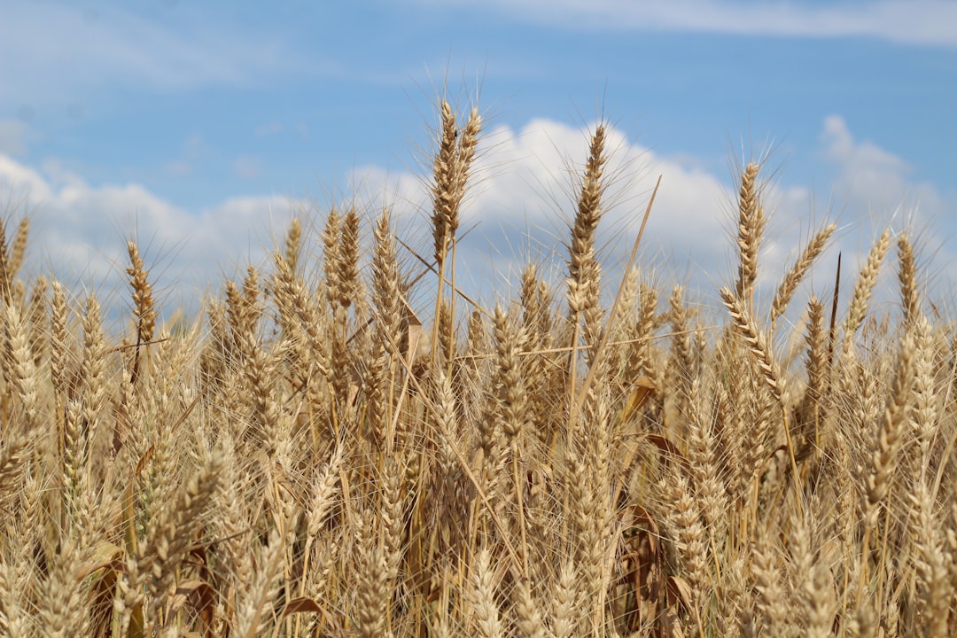 agricultural commodity ETF investment farmland wheat corn soybeans
