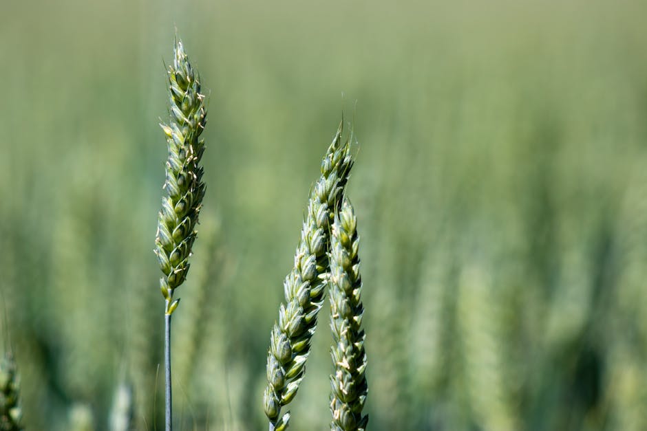 agricultural commodity price spike wheat corn 2026, DBA ETF performance
