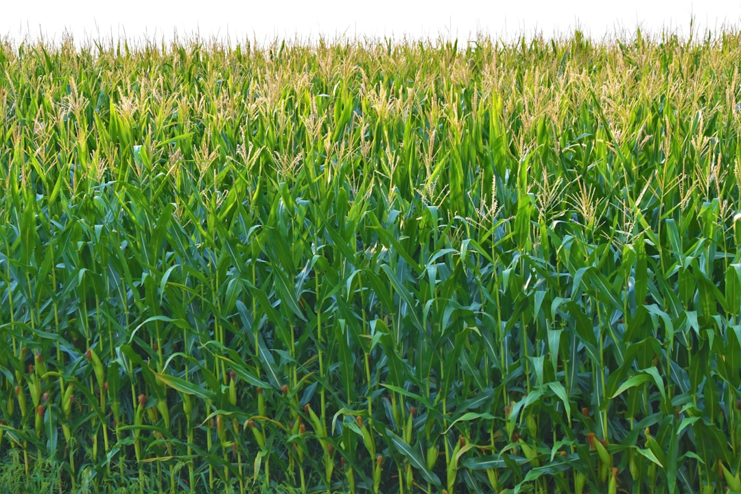 agriculture commodity ETF wheat corn price 2026, farming supply chain crisis